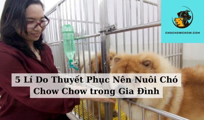 5 Lí Do Thuyết Phục Nên Nuôi Chó Chow Chow trong Gia Đình