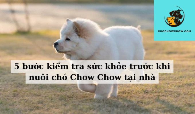 5 bước kiểm tra sức khỏe trước khi nuôi chó Chow Chow tại nhà