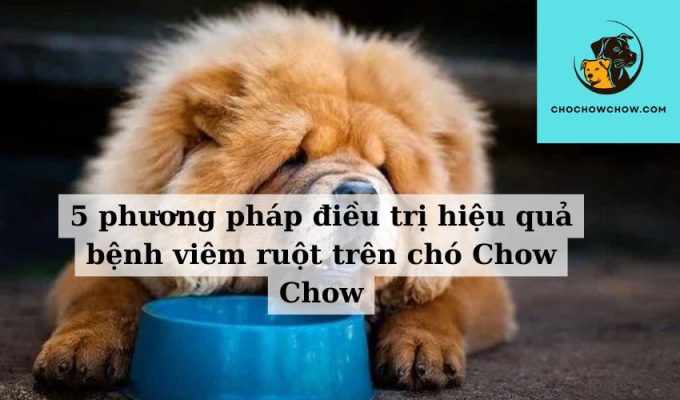 5 phương pháp điều trị hiệu quả bệnh viêm ruột trên chó Chow Chow