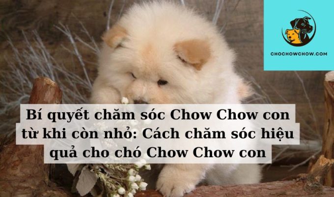 Bí quyết chăm sóc Chow Chow con từ khi còn nhỏ Cách chăm sóc hiệu quả cho chó Chow Chow con