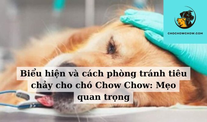 Biểu hiện và cách phòng tránh tiêu chảy cho chó Chow Chow Mẹo quan trọng