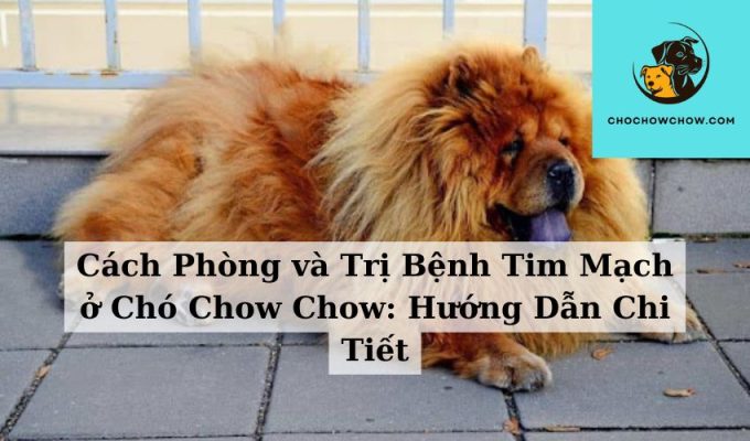 Cách Phòng và Trị Bệnh Tim Mạch ở Chó Chow Chow Hướng Dẫn Chi Tiết