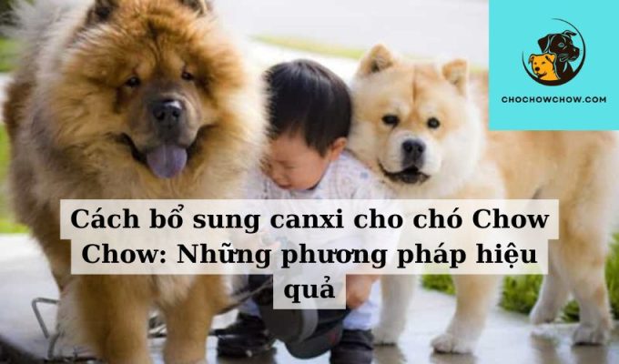 Cách bổ sung canxi cho chó Chow Chow Những phương pháp hiệu quả