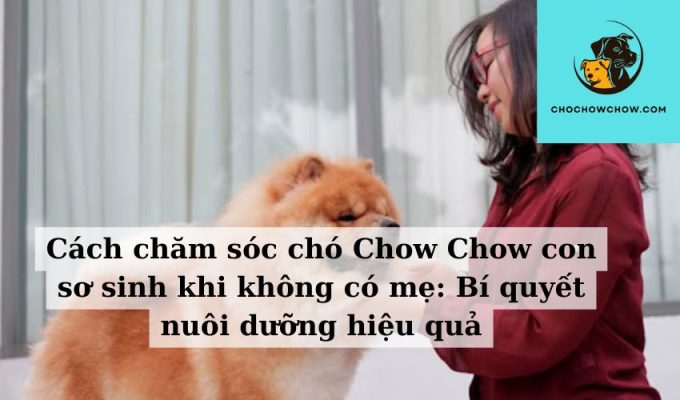 Cách chăm sóc chó Chow Chow con sơ sinh khi không có mẹ Bí quyết nuôi dưỡng hiệu quả