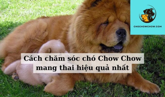 Cách chăm sóc chó Chow Chow mang thai hiệu quả nhất