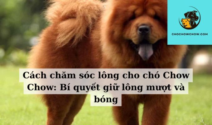 Cách chăm sóc lông cho chó Chow Chow Bí quyết giữ lông mượt và bóng