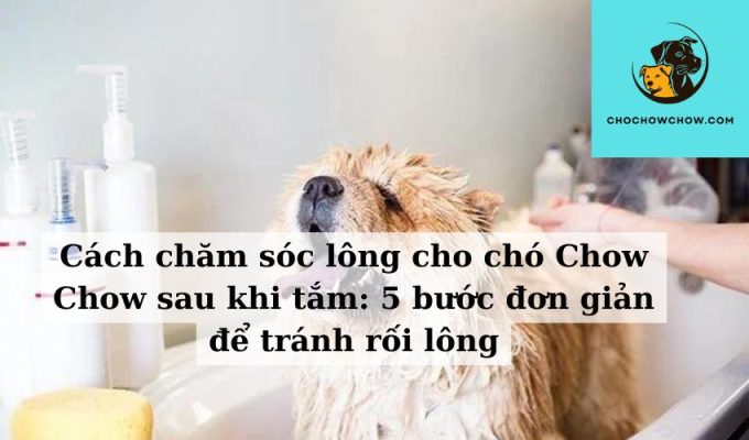 Cách chăm sóc lông cho chó Chow Chow sau khi tắm 5 bước đơn giản để tránh rối lông