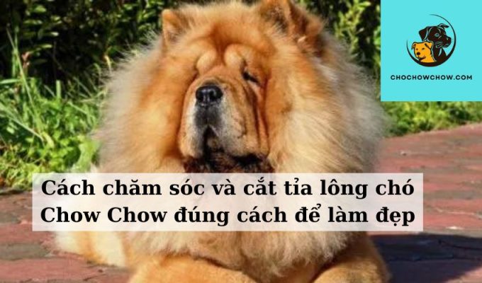 Cách chăm sóc và cắt tỉa lông chó Chow Chow đúng cách để làm đẹp