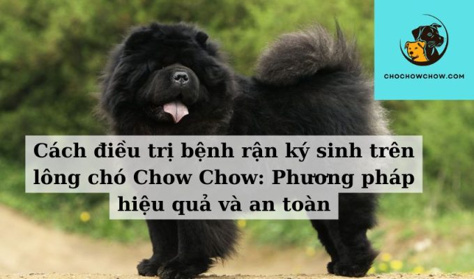 Cách điều trị bệnh rận ký sinh trên lông chó Chow Chow Phương pháp hiệu quả và an toàn