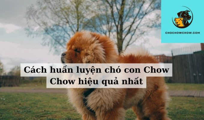 Cách huấn luyện chó con Chow Chow hiệu quả nhất