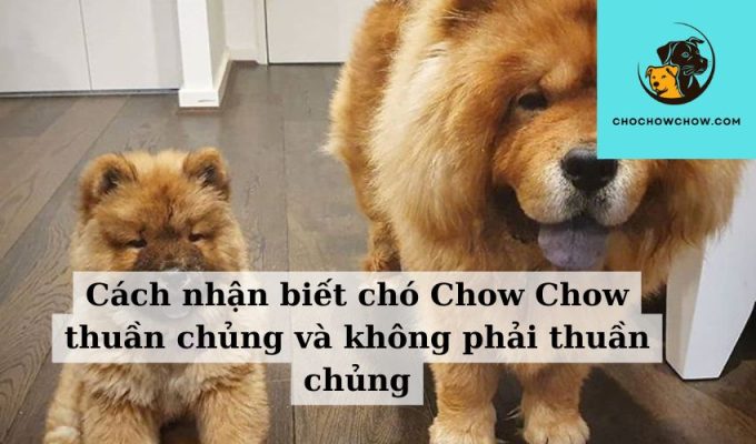 Cách nhận biết chó Chow Chow thuần chủng và không phải thuần chủng