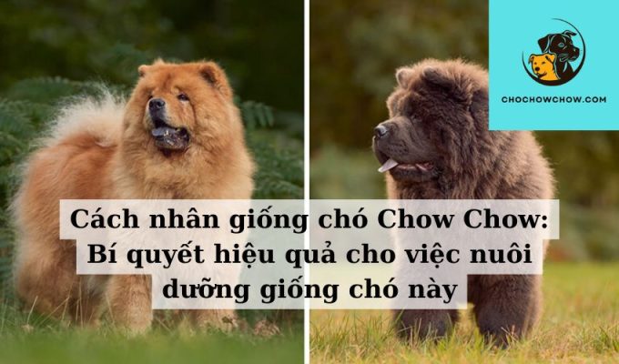 Cách nhân giống chó Chow Chow: Bí quyết hiệu quả cho việc nuôi dưỡng giống chó này