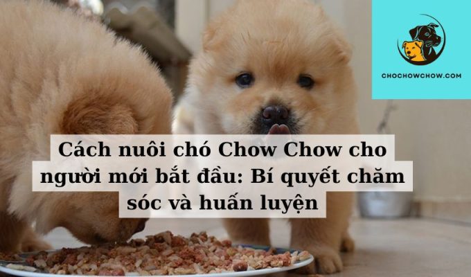 Cách nuôi chó Chow Chow cho người mới bắt đầu Bí quyết chăm sóc và huấn luyện