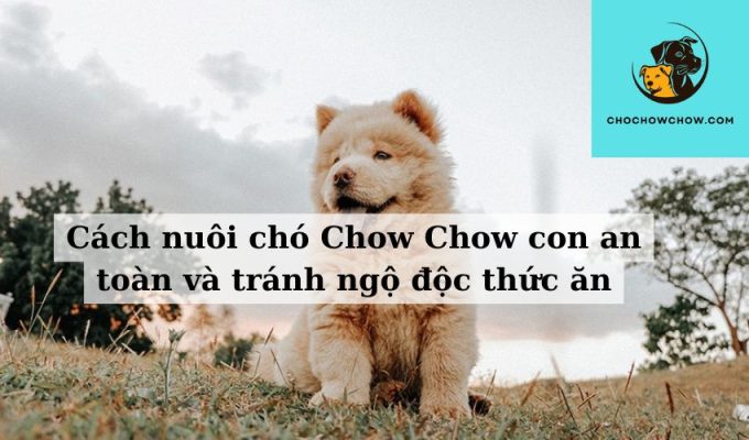 Cách nuôi chó Chow Chow con an toàn và tránh ngộ độc thức ăn