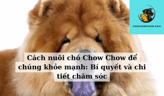 Cách nuôi chó Chow Chow để chúng khỏe mạnh Bí quyết và chi tiết chăm sóc