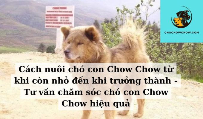 Cách nuôi chó con Chow Chow từ khi còn nhỏ đến khi trưởng thành - Tư vấn chăm sóc chó con Chow Chow hiệu quả