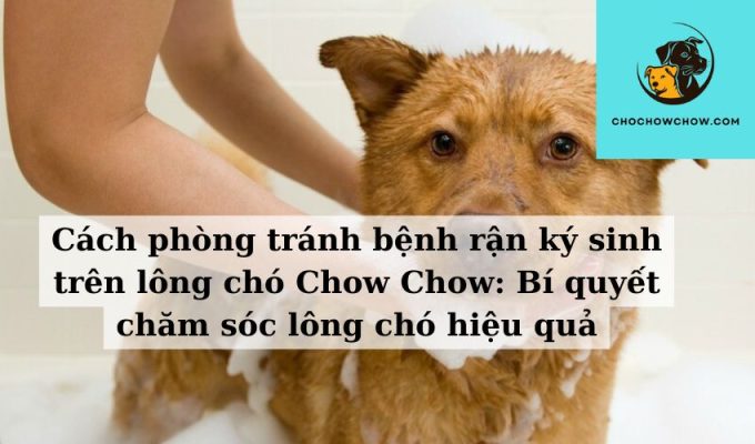 Cách phòng tránh bệnh rận ký sinh trên lông chó Chow Chow Bí quyết chăm sóc lông chó hiệu quả