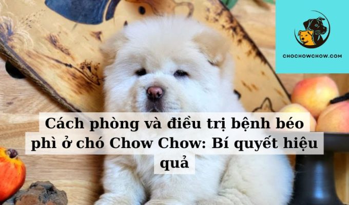 Cách phòng và điều trị bệnh béo phì ở chó Chow Chow Bí quyết hiệu quả