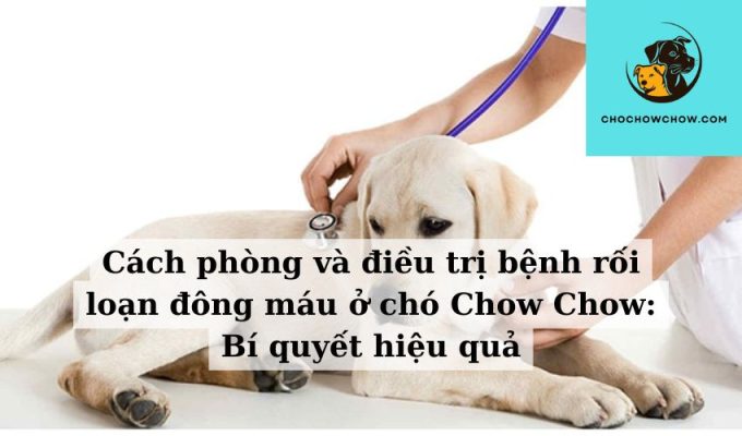 Cách phòng và điều trị bệnh rối loạn đông máu ở chó Chow Chow Bí quyết hiệu quả