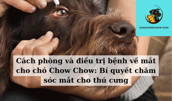 Cách phòng và điều trị bệnh về mắt cho chó Chow Chow Bí quyết chăm sóc mắt cho thú cưng