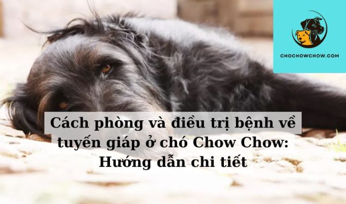 Cách phòng và điều trị bệnh về tuyến giáp ở chó Chow Chow Hướng dẫn chi tiết