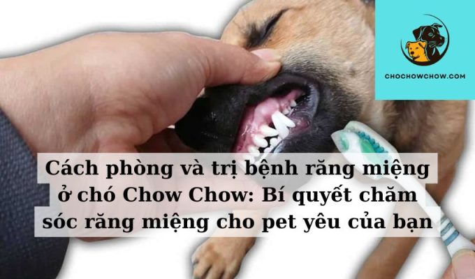 Cách phòng và trị bệnh răng miệng ở chó Chow Chow Bí quyết chăm sóc răng miệng cho pet yêu của bạn