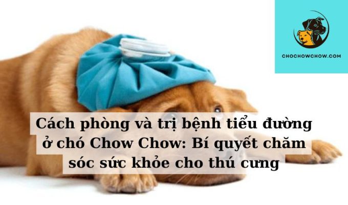 Cách phòng và trị bệnh tiểu đường ở chó Chow Chow Bí quyết chăm sóc sức khỏe cho thú cưng