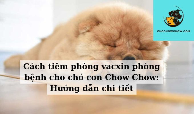 Cách tiêm phòng vacxin phòng bệnh cho chó con Chow Chow Hướng dẫn chi tiết