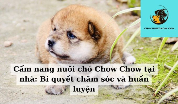 Cẩm nang nuôi chó Chow Chow tại nhà Bí quyết chăm sóc và huấn luyện