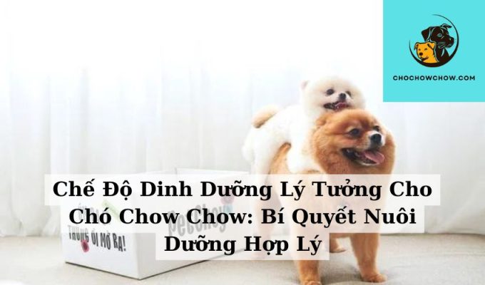 Chế Độ Dinh Dưỡng Lý Tưởng Cho Chó Chow Chow: Bí Quyết Nuôi Dưỡng Hợp Lý