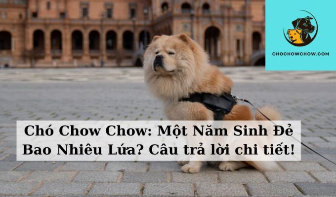 Chó Chow Chow Một Năm Sinh Đẻ Bao Nhiêu Lứa Câu trả lời chi tiết!