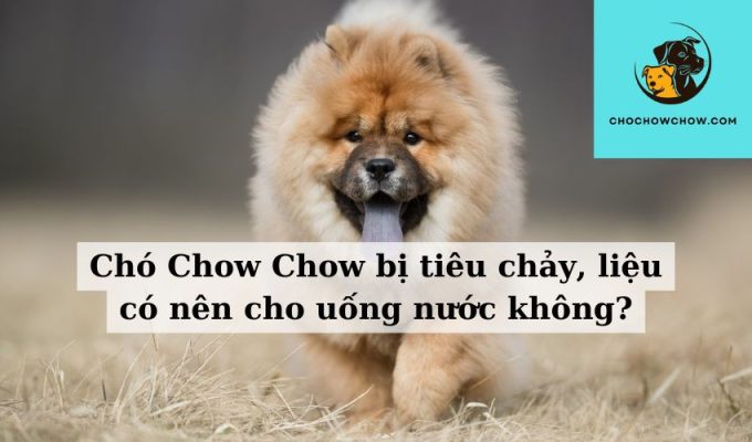 Chó Chow Chow bị tiêu chảy, liệu có nên cho uống nước không