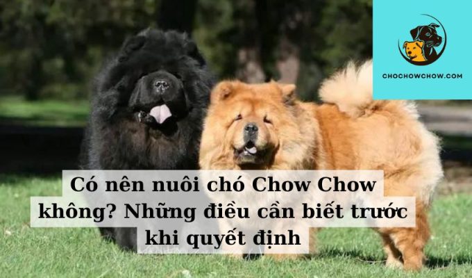 Có nên nuôi chó Chow Chow không Những điều cần biết trước khi quyết định