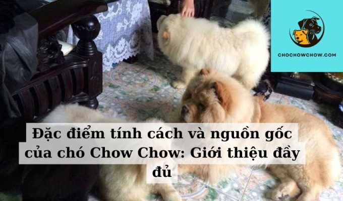 Đặc điểm tính cách và nguồn gốc của chó Chow Chow Giới thiệu đầy đủ