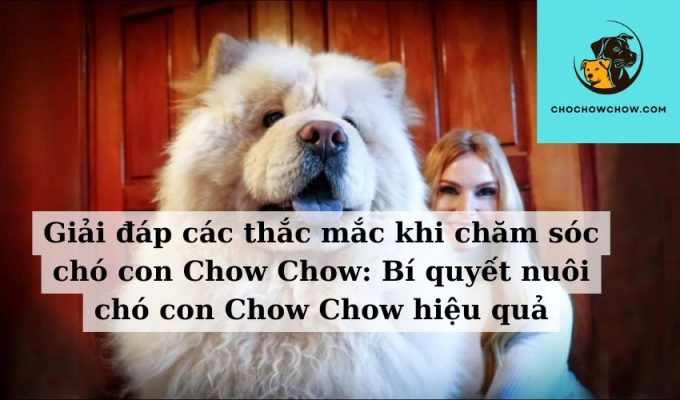 Giải đáp các thắc mắc khi chăm sóc chó con Chow Chow Bí quyết nuôi chó con Chow Chow hiệu quả