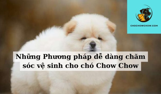 Những Phương pháp dễ dàng chăm sóc vệ sinh cho chó Chow Chow