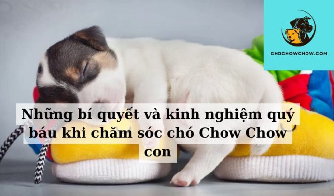 Những bí quyết và kinh nghiệm quý báu khi chăm sóc chó Chow Chow con