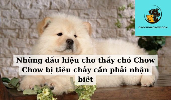 Những dấu hiệu cho thấy chó Chow Chow bị tiêu chảy cần phải nhận biết