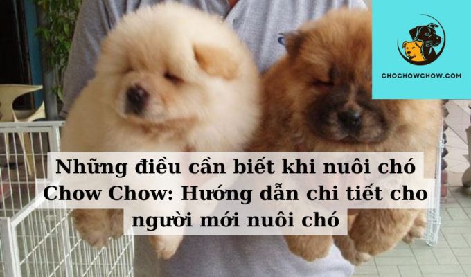 Những điều cần biết khi nuôi chó Chow Chow Hướng dẫn chi tiết cho người mới nuôi chó