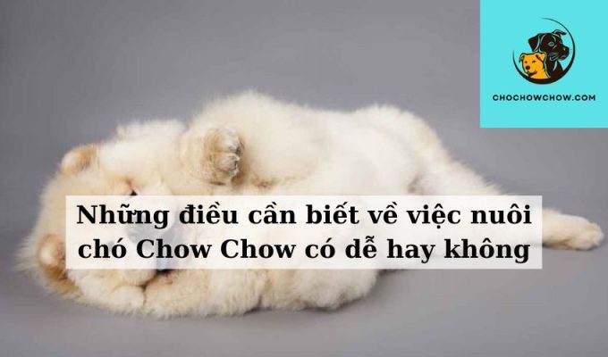 Những điều cần biết về việc nuôi chó Chow Chow có dễ hay không