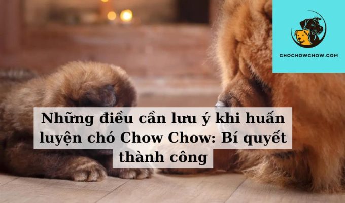 Những điều cần lưu ý khi huấn luyện chó Chow Chow Bí quyết thành công