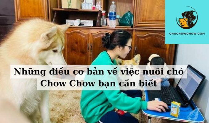 Những điều cơ bản về việc nuôi chó Chow Chow bạn cần biết