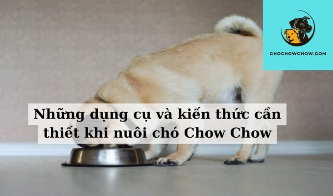 Những dụng cụ và kiến thức cần thiết khi nuôi chó Chow Chow