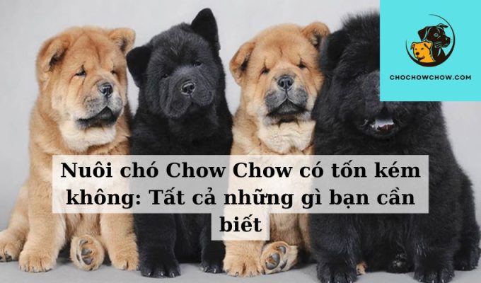 Nuôi chó Chow Chow có tốn kém không Tất cả những gì bạn cần biết