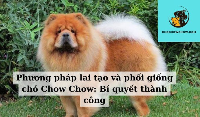 Phương pháp lai tạo và phối giống chó Chow Chow Bí quyết thành công