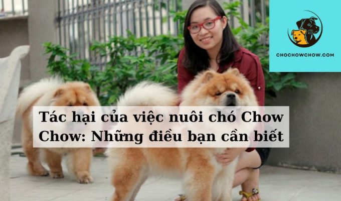 Tác hại của việc nuôi chó Chow Chow Những điều bạn cần biết