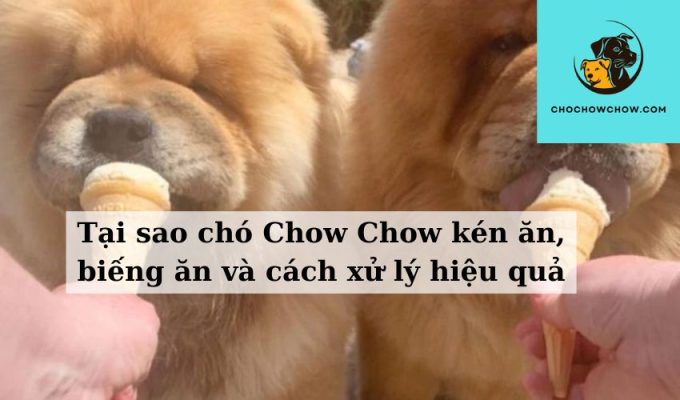 Tại sao chó Chow Chow kén ăn, biếng ăn và cách xử lý hiệu quả