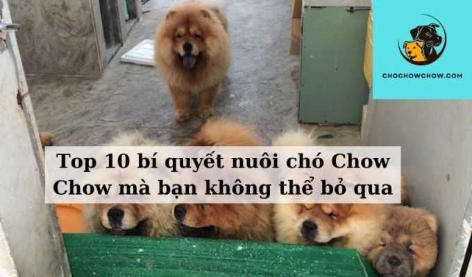 Top 10 bí quyết nuôi chó Chow Chow mà bạn không thể bỏ qua