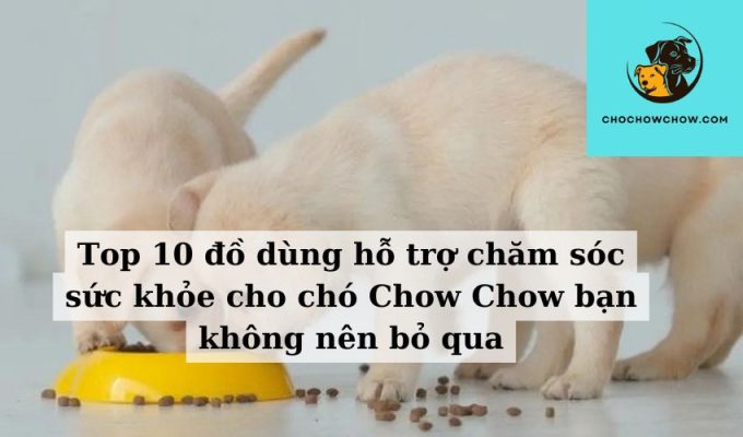 Top 10 đồ dùng hỗ trợ chăm sóc sức khỏe cho chó Chow Chow bạn không nên bỏ qua