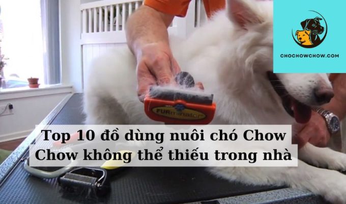 Top 10 đồ dùng nuôi chó Chow Chow không thể thiếu trong nhà